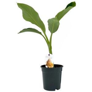 Bananier nain de Chine (Musella lasiocarpa) en pot, feuilles vertes. Plante exotique pour intérieur et jardin.