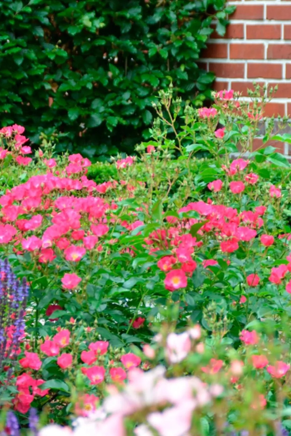 Bodendeckerrosen kaufen bei OBI