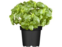 Basilikum Ocimum Topf Ø ca. 17 cm