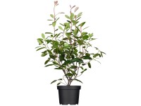 Glanzmispel Red Robin Photinia Rot Topf 5 l  / Höhe 60 - 80 cm