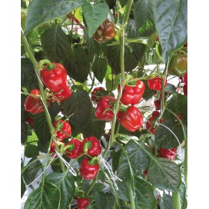 Plant de poivron rouge Blu Midired avec des poivrons rouges mûrs en pot.