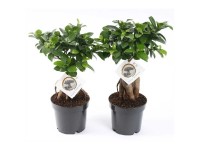 Chinesische Feige Ginseng Ficus microcarpa Topf Ø 12 cm / 1 Stk.