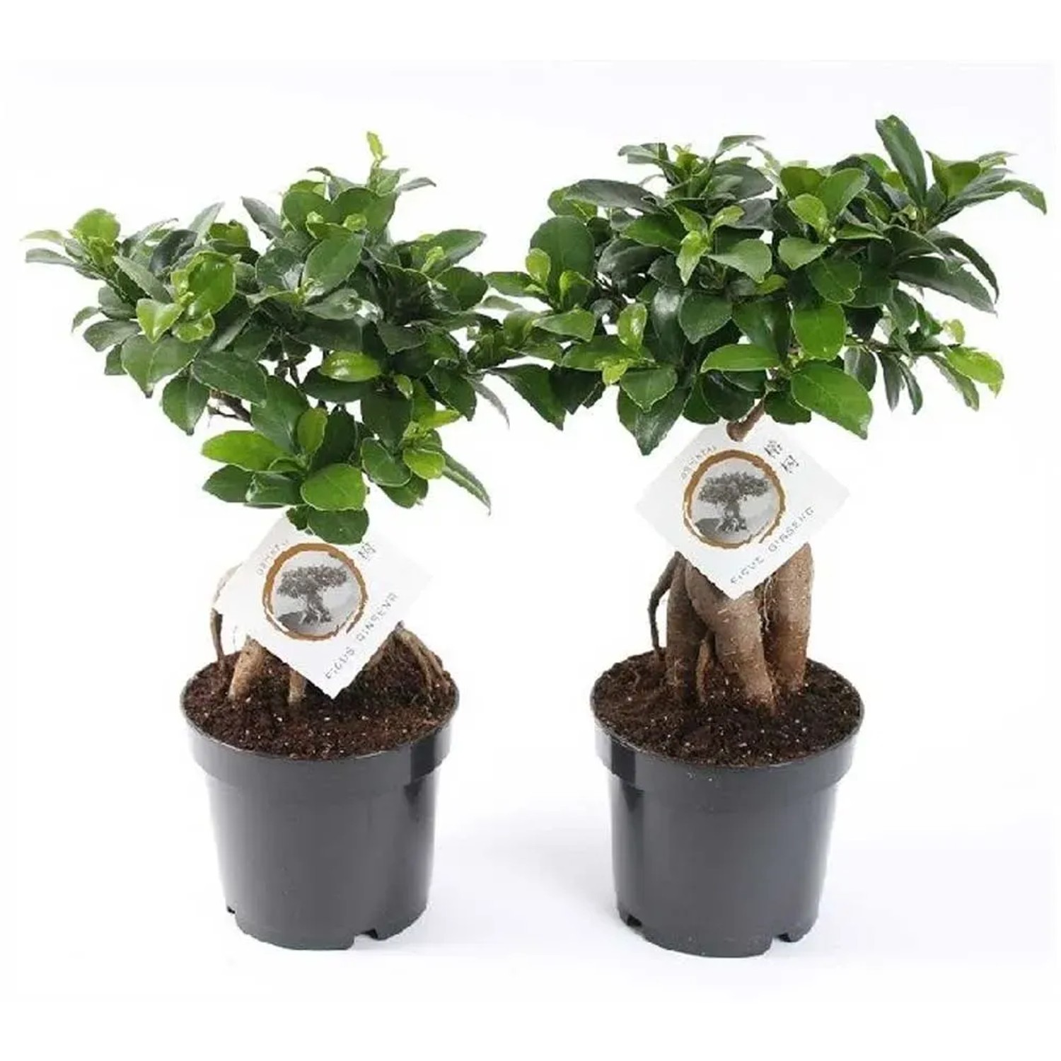 Ficus kaufen bei OBI