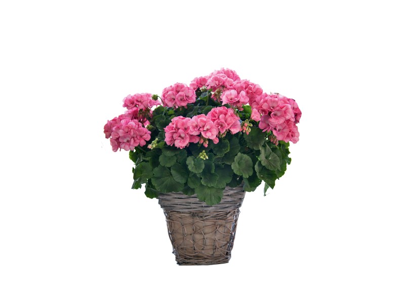 Stehende Geranie "Big Ezee" TopfØ ca. 14 cm Pelargonium kaufen bei OBI