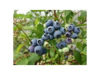 Heidelbeere Goldtraube