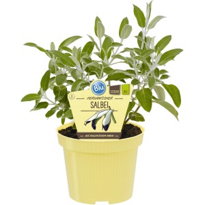 Sauge du Pérou en pot (Ø 12cm). Herbe aromatique avec fleurs comestibles.