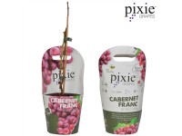 Zwergtraube Vitis vinifera Pixie assortiert Topf Ø 14 cm / Höhe 35 cm