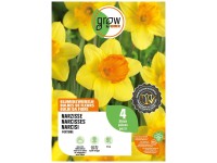 GROW by OBI Narzisse Fortune Gelb 45 cm / 4 Stk.