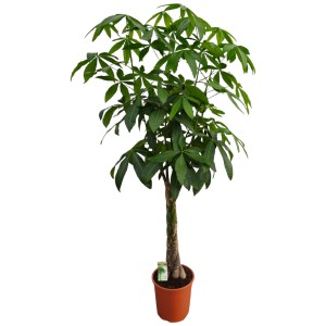 Pachira aquatica (châtaignier de Guyane) tronc tressé en pot (Ø 31cm). Plante verte d'intérieur décorative.
