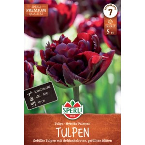 Sperli Tulpenzwiebel 'Palmyra' mit gefüllter, dunkelroter Blüte.