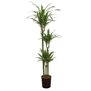 Hydropflanze Drachenbaum Warnecki, plante d'intérieur verte à bords blancs en pot.