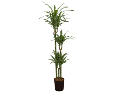 Hydropflanze Drachenbaum Warnecki Dracaena Topf  18 cm / Hhe 130 cm