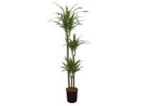 Hydropflanze Drachenbaum Warnecki Dracaena Topf Ø 18 cm / Höhe 130 cm