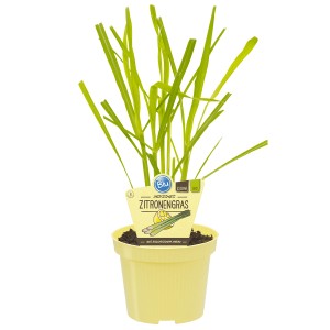 Blu Citronnelle bio en pot, env. 12cm de diamètre. Herbe aromatique pour plats exotiques.
