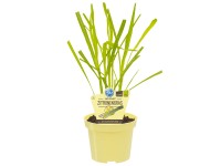 Zitronengras Topf-Ø ca. 12 cm Cymbopogon