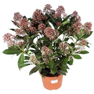 Skimmie Skimmia japonica im Topf, rosa-weisse Blütenknospen, ca. 100 cm hoch.