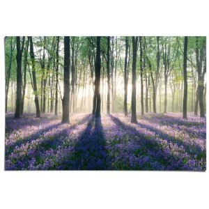 Maxiposter "Enchanted Forest" (61x91,5 cm): Wald mit blauem Blütenteppich und Sonnenlicht.