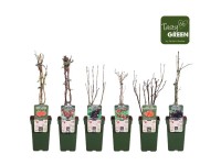 Obst-Mix Organic verschiedene Sorten 19 l / Höhe 55 - 65 cm /1 Stk.