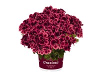 Edel-Geranie Graziosa Pelargonium Topf Ø 12 cm