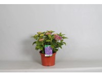 Hydrangea Macrophylla Hovaria