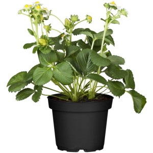 Fragola da giardino in vaso con foglie verdi e fiori bianchi. Ideale per balconi e giardini.