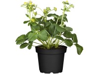 GROW by OBI Garten-Erdbeere Fragaria x ananassa Topf Ø 27 cm