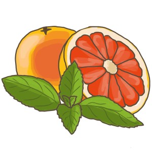 Illustration : Pamplemousse et menthe pamplemousse, une variété aromatique d'herbe de cuisine.