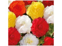 Grow by OBI Bégonias en mélange Double 5 pcs