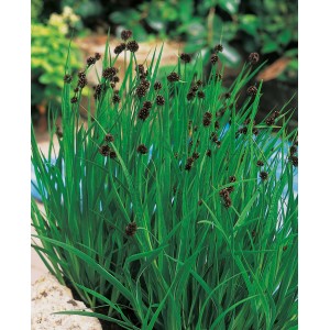 Giunco nano (Juncus ensifolius) in vaso, una robusta pianta palustre con foglie verdi e fiori marroni.