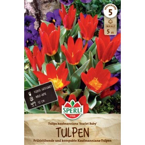 Sperli Kaufmanniana-Tulpe 'Scarlet Baby' mit leuchtend roten Blüten.