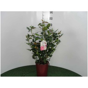 Rosier en pot dans un pot de 18 cm, différentes couleurs disponibles.