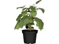 GROW by OBI Auberginen-Pflanze Solanum melongena Topf Ø 12 cm