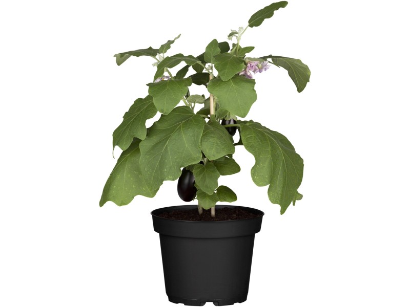 GROW by OBI Pianta melanzane Solanum Melongena vaso Ø 12 cm