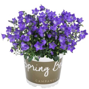 Campanula a cuscino 'Spring Bell' fiorita in vaso da 1 l con fiori blu-viola.