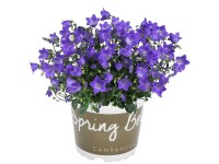 Polster-Glockenblume Spring Bell Campanula Topf 1 l