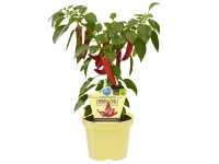 Mini-Chili Topf-Ø ca. 12 cm Capsicum
