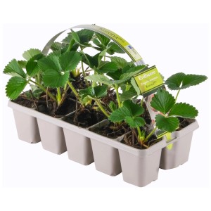 Mélange de plants de fraises Fragaria en lot de 10 avec feuilles vertes dans une boîte de transport grise.