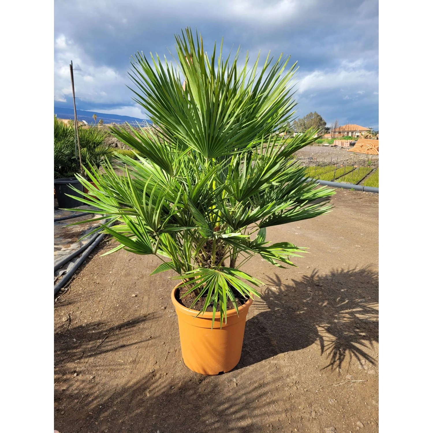 Zwergpalme Chamaerops Humilis Topf Ø 30 cm / Höhe ca. 125 cm kaufen bei OBI