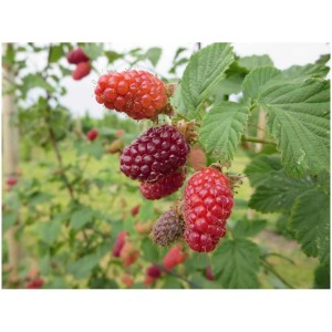 Tayberry Rubus: Bacche rosse mature su un cespuglio in giardino.