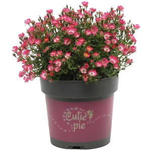 Zwergrose 'Cutie Pie' im Topf, rosa Blüten mit weißem Rand, ideal für Beet und Kübel.