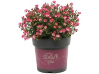 Zwergrose Cutie Pie Topf Ø 17 cm Zwergrose Cutie Pie Topf Ø 17 cm