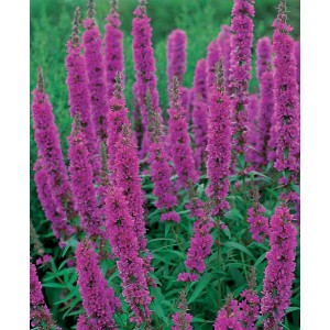 Salcerella rosa: Pianta palustre in vaso con spighe di fiori rosa brillante.