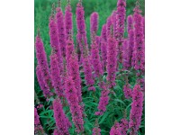 Blutweiderich Violett Topf Ø ca. 9 cm