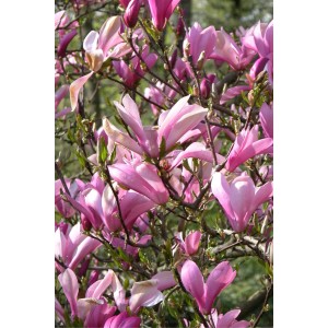 Arbusto di magnolia con fiori rosa, diverse varietà.