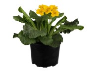GROW by OBI Primel Stella Primula polyantha Topf Ø 13 cm