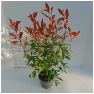 Glanzmispel Photinia X Fraseri Topf Ø 23 cm / Höhe 65cm