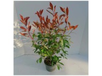 Glanzmispel Photinia X Fraseri Topf Ø 23 cm / Höhe 65cm