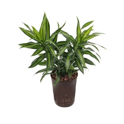 Fleur hydrophile dragonnier Song of Jamaica Dracaena pot Ø 15 cm / H 30 cm