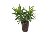 Hydropflanze Drachenbaum Song of Jamaica Dracaena Topf Ø 15 cm / Höhe 30 cm