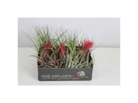 Tillandsie Tillandsia mit Blüte Topf Ø 10 cm / Höhe 15 cm